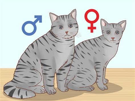 cat and girl sex|Determining the Sex of a Cat .